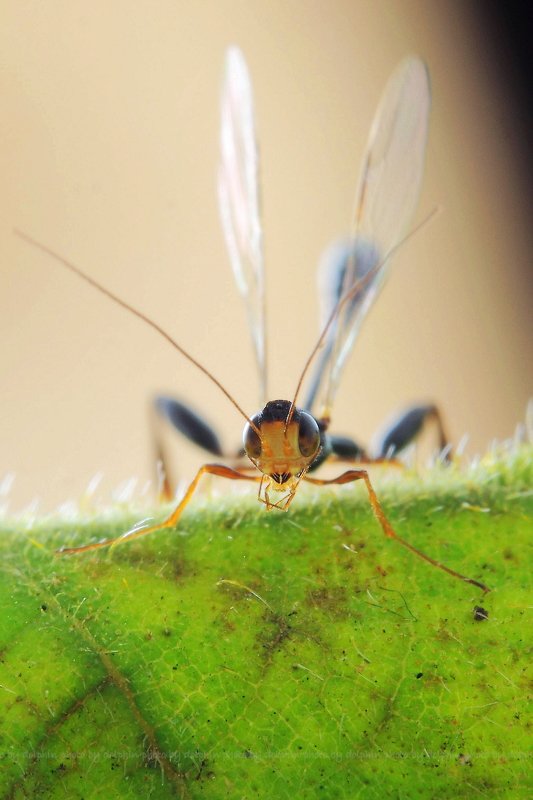 insect Stephanidaephoto preview