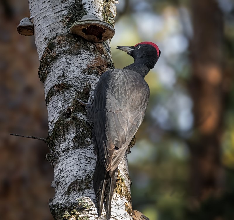 большой чёрный дятел, птица, желна, желна.. красавец!photo preview