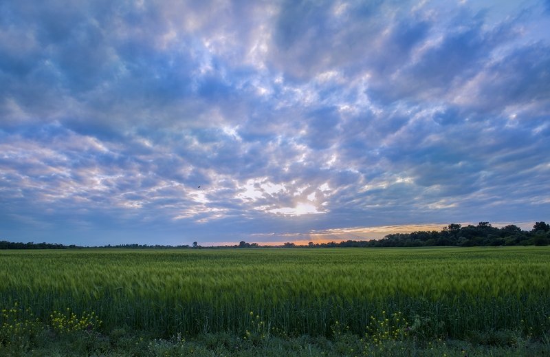 Кабардино-Балкария, Терек, Хамидия, Урожайное, хлеб, поле, Кавказ Хлебушек!photo preview