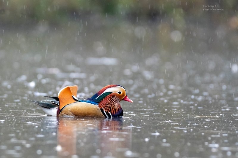 птицы, фотоохота, утка, мандаринка Про нелетную погодуphoto preview