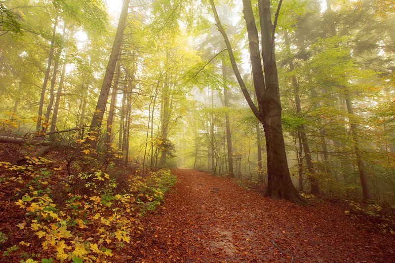 In the Woodsphoto preview