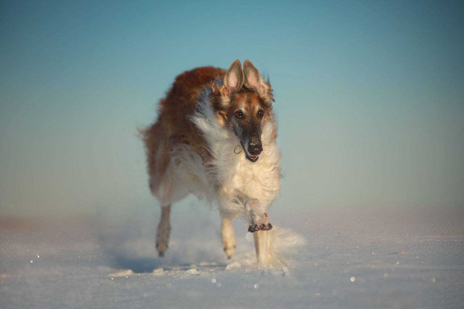 , Наталия Поникарова