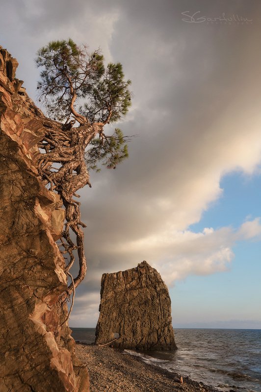 Скала Парус, Прасковеевка, геленджик, Черное море, Чёрное море, Краснодарский край, морской пейзаж Живое деревоphoto preview