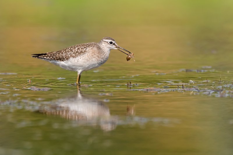 фифи, Tringa glareola, птица с добычей,кулик, вода, разводы, мель, Москва река, птицы Подмосковья, пролётные птицы Значимая добычаphoto preview