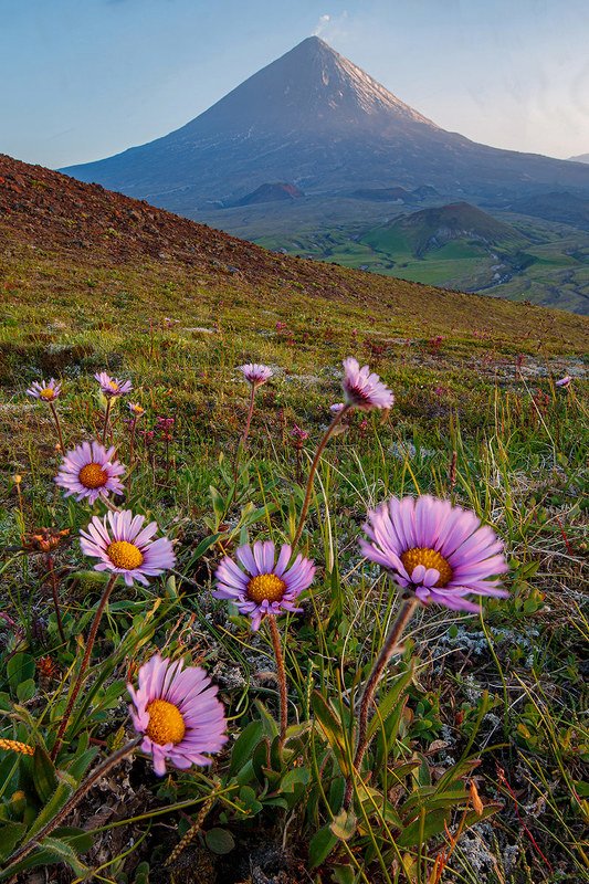 Цветы и Вулканыphoto preview