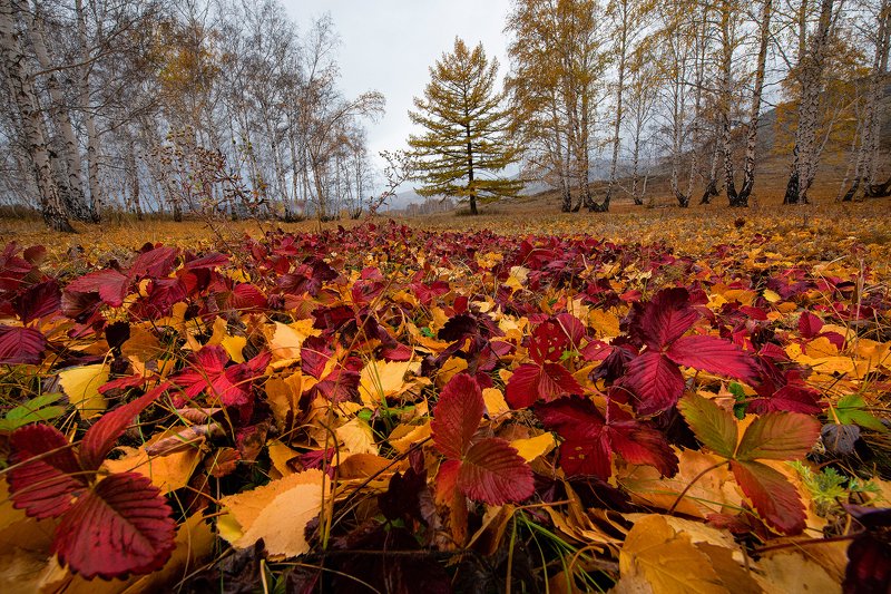 Осенний ковёрphoto preview
