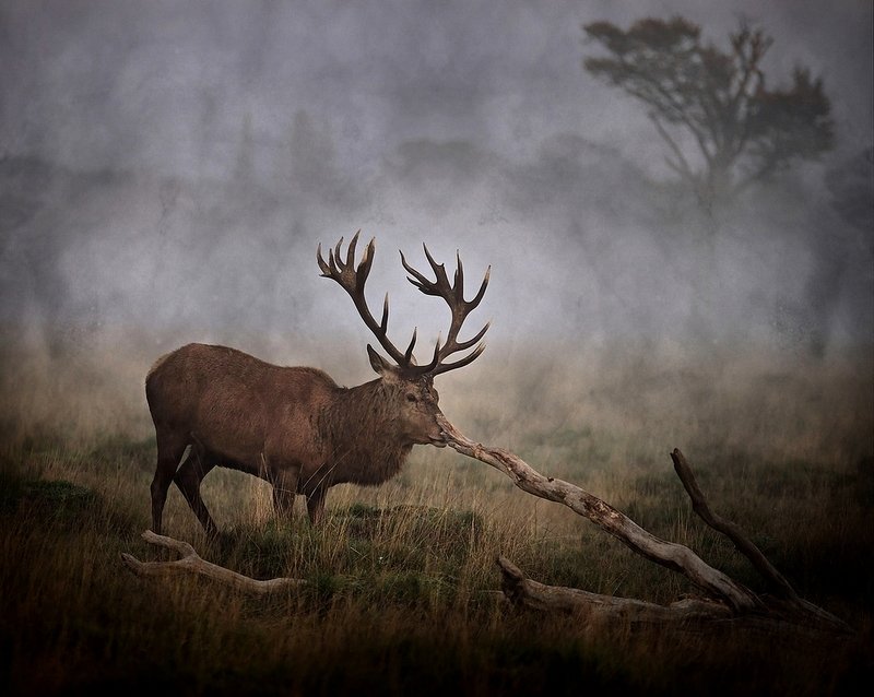 Imaginary Friendphoto preview