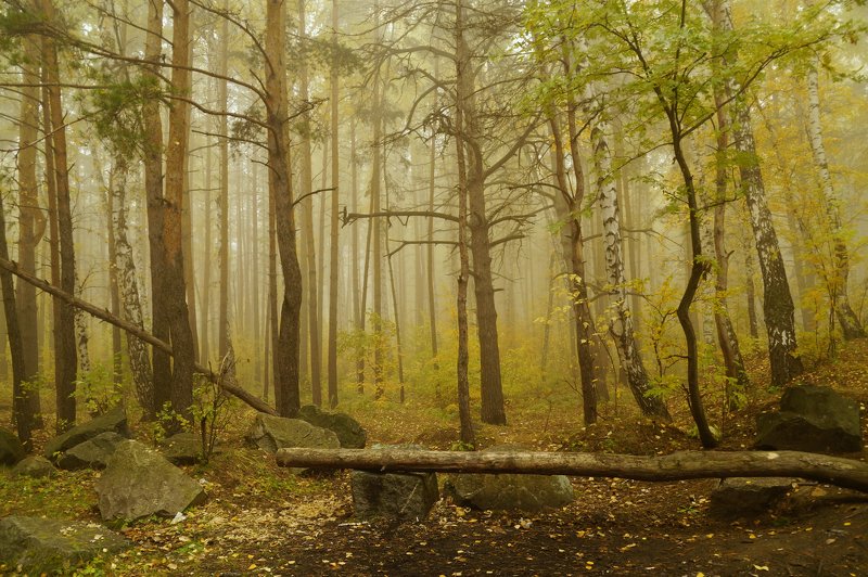 пейзаж,туман,октябрь,лес ***photo preview