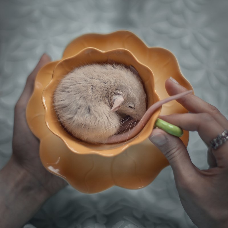 Little Friendsphoto preview