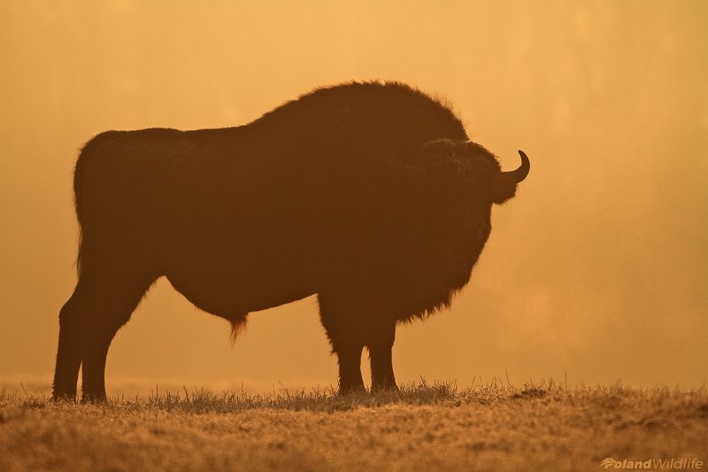 #bison #mammal #wildlife #poland Bisonphoto preview