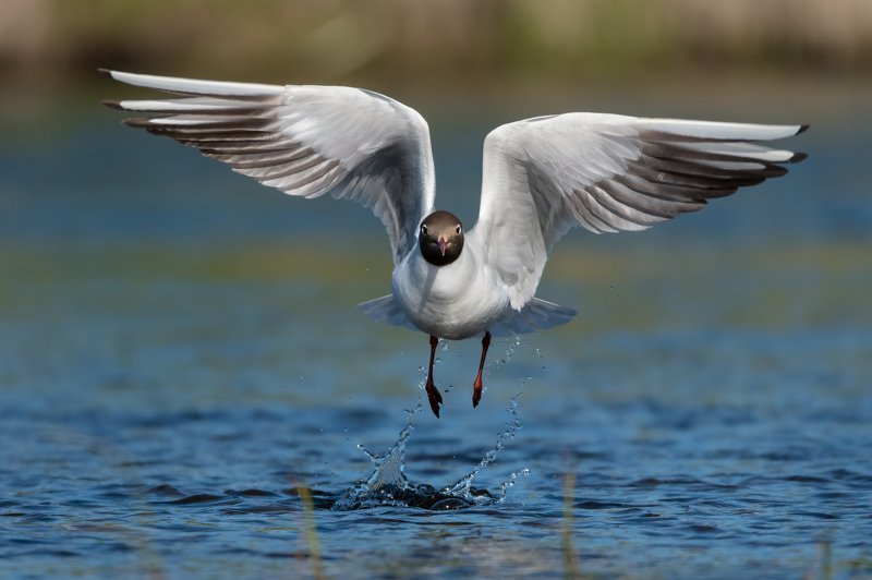 озёрная чайка, обыкновенная чайка, речная чайка, Chroicocephalus ridibundus, белая птица с черноё головой, чайка на взлёте, вода, Москва река, брызги, полёт, крылья птицы Взлёт без усилийphoto preview