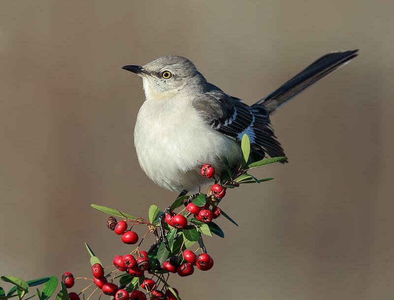 многоголосый пересмешник, northern mockingbird, пересмешник Многоголосый пересмешник - Northern Mockingbirdphoto preview
