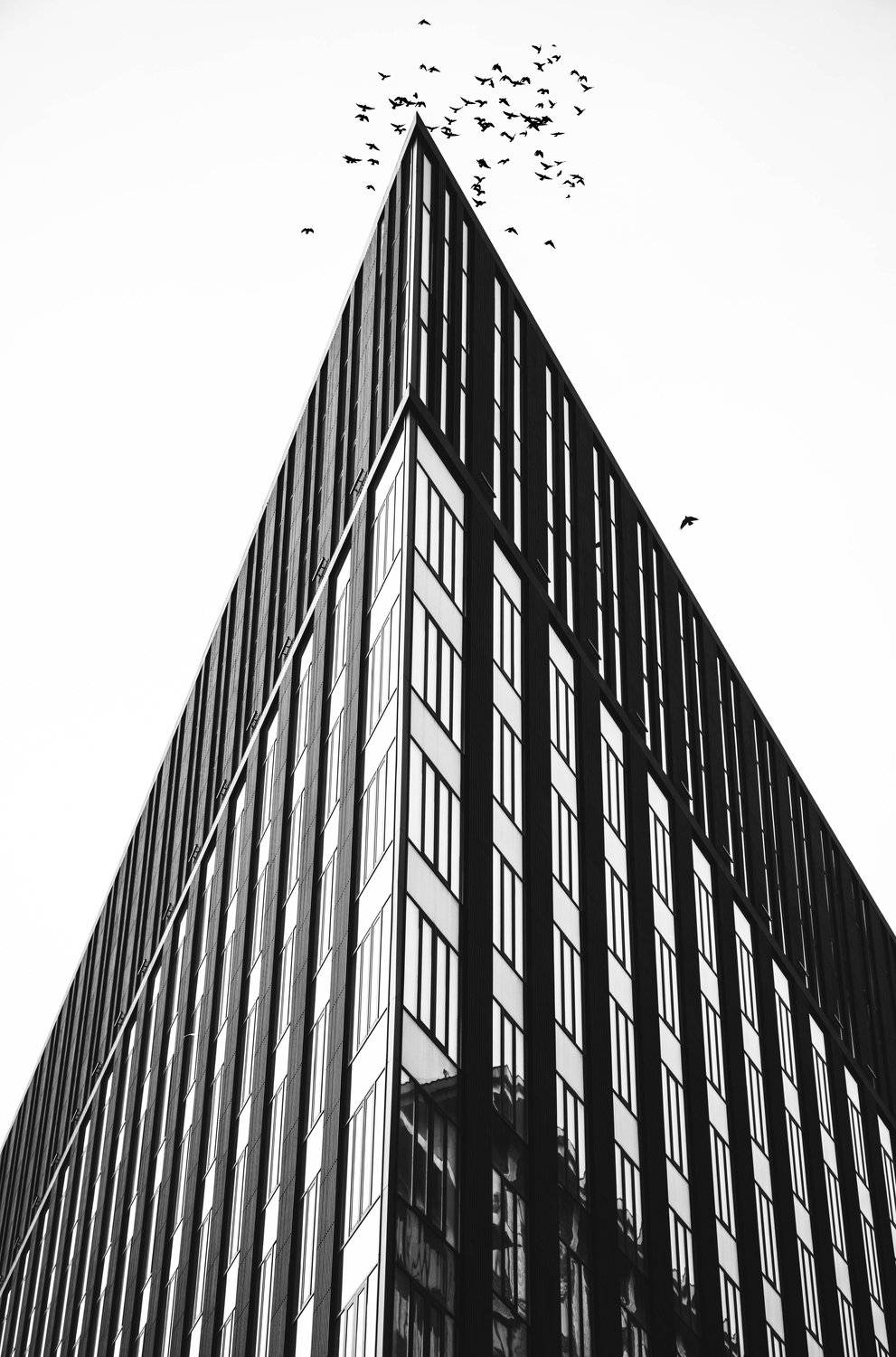 Вершина городской горы. Автор: Сергей Гладков architecture, dark, line, facade, modern, urban, black, white, city, birds, Moscow, Russia, Сергей Гладков