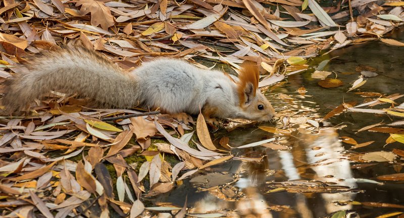 белка, вода, осень, листья, напиток  \