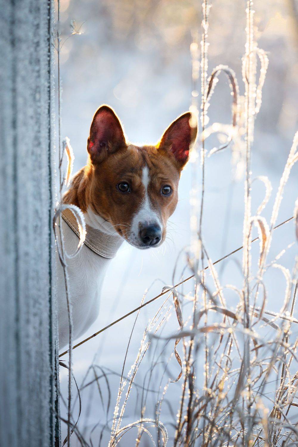 Зимняя Даяна. Автор: Наталия Поникарова , Наталия Поникарова