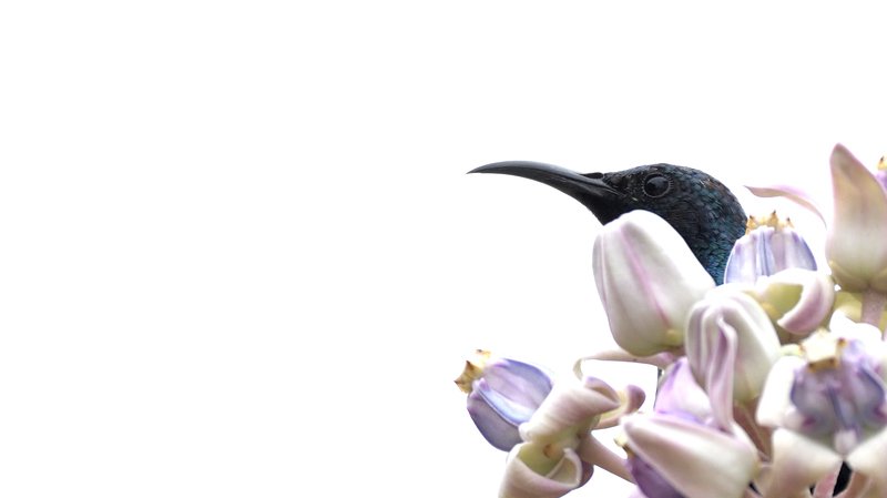 wildlife, birds, sunbird Purple Sunbirdphoto preview