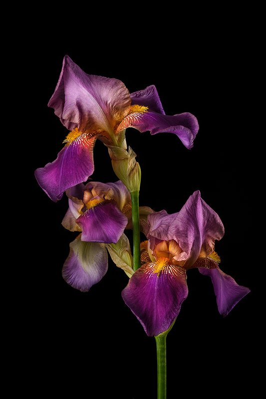 цветы, цветок, флора, природа, ирисы, лепестки, цвет, черный Ирисыphoto preview