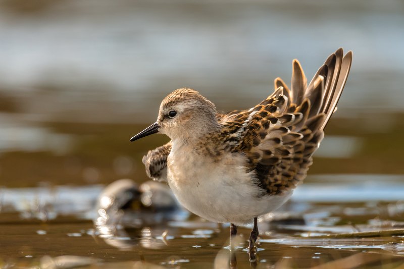 контровый свет,Кулик-воробей,Calidris minuta,песочник,кулик, вода, мель, Москва река, птицы Подмосковья, пролётные птицы Маленький, но заметныйphoto preview