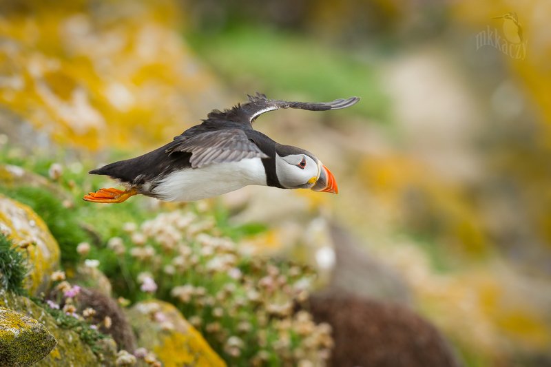 mix of colorsphoto preview