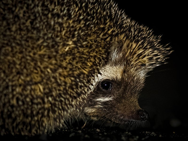 Indian hedgehog, GRK, Gujrat, nocturnal A cute ball of thorns photo preview