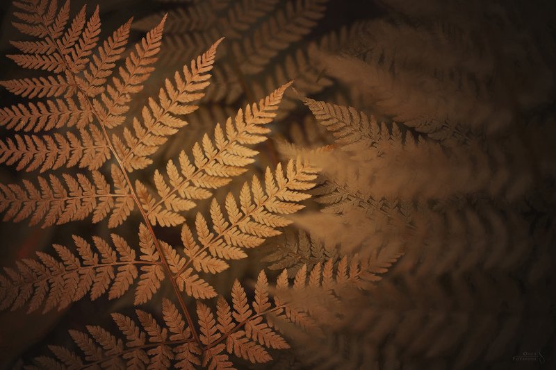 папоротник, макро, текстуры, золотой, осень Золотой папоротникphoto preview