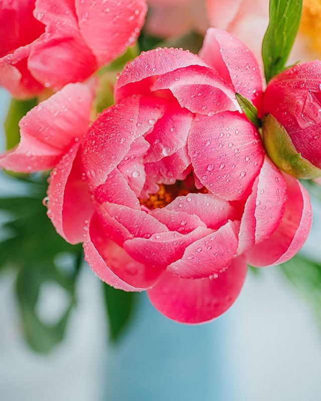 лето, пионы, свет, розовый, желтый, букет photo preview