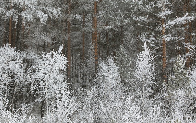 Зимний лес иней куржак  in regnum fantasiam фото превью