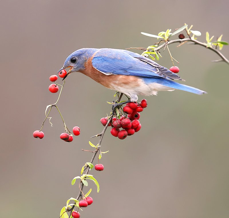 восточная сиалия, eastern bluebird,bluebird Eastern Bluebird male. Восточная сиалия самец.photo preview