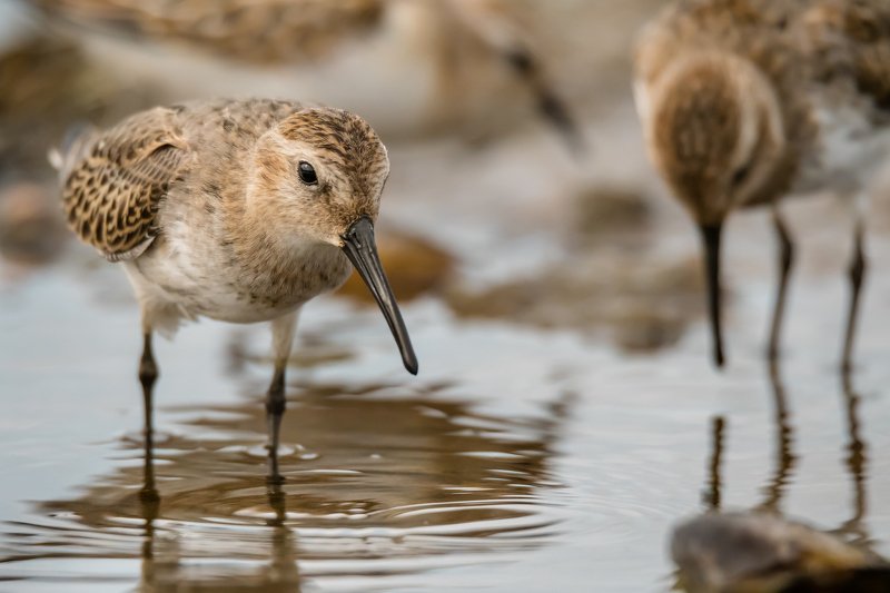 кулики, круги, вода, разводы, мель, Москва река, птицы Подмосковья, пролётные птицы, чернозобик, Calidris alpina Толпаphoto preview