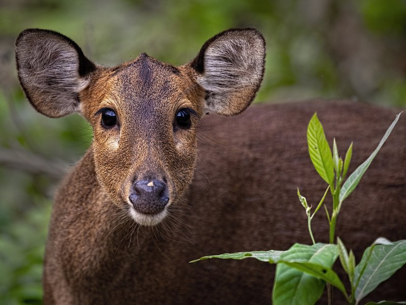 Indian Hog Deer, Kaziranga The Anticipation...photo preview
