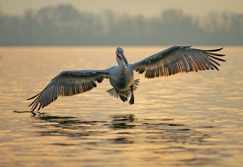 #dalmatian pelican #pelecanus crispus Dalmatian pelicanphoto preview