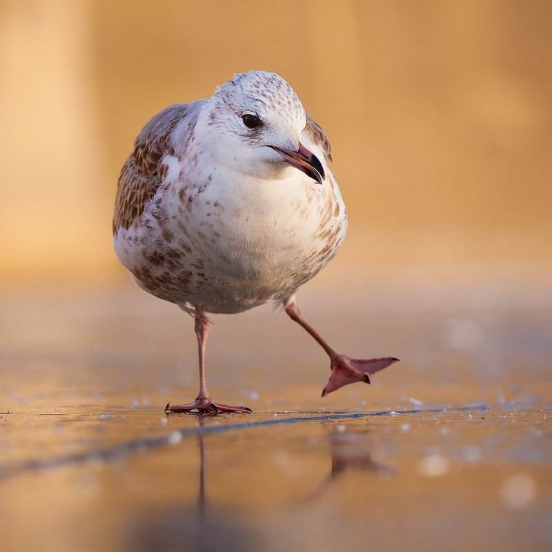 Sesgull in winter фото превью