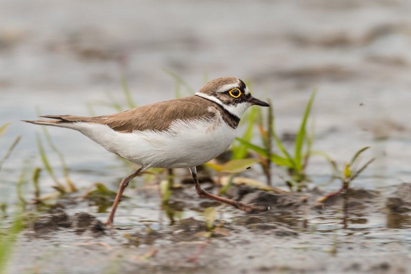 малый зуёк,малый галстучник, Charadrius dubius,кулик, вода, мель, Москва река, птицы Подмосковья, пролётные птицы Пробежкаphoto preview