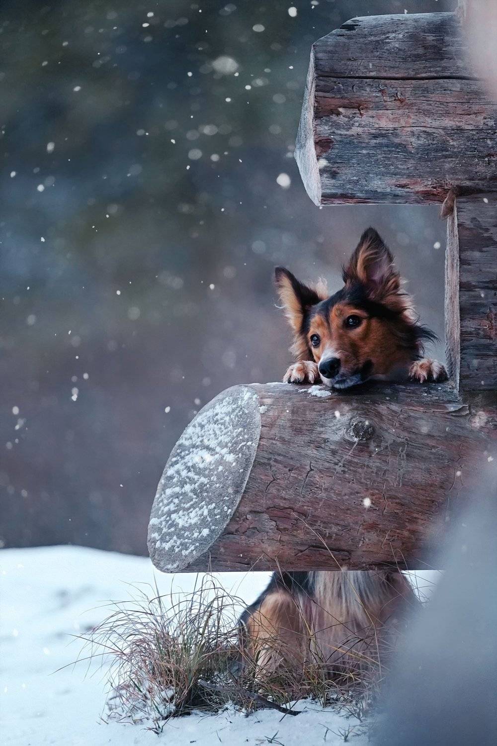 Автор: Оксана Сироштан , Оксана Сироштан