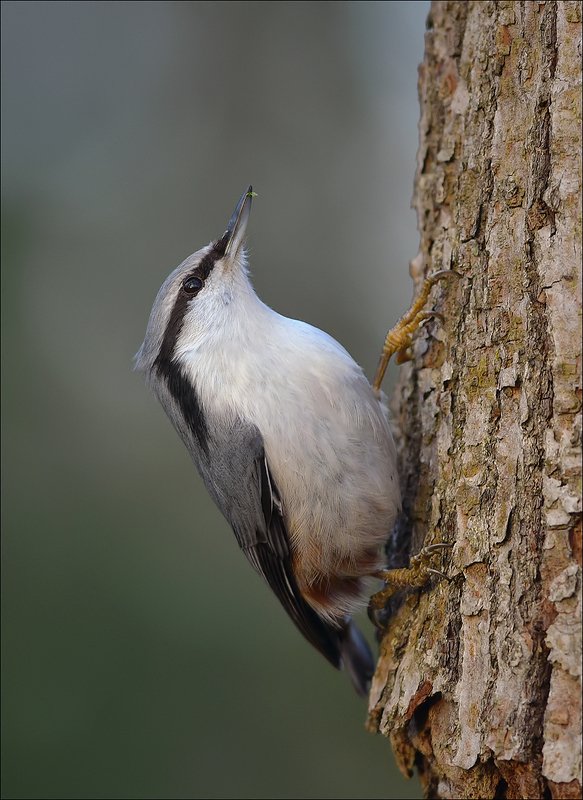 поползень Типичный представитель...photo preview