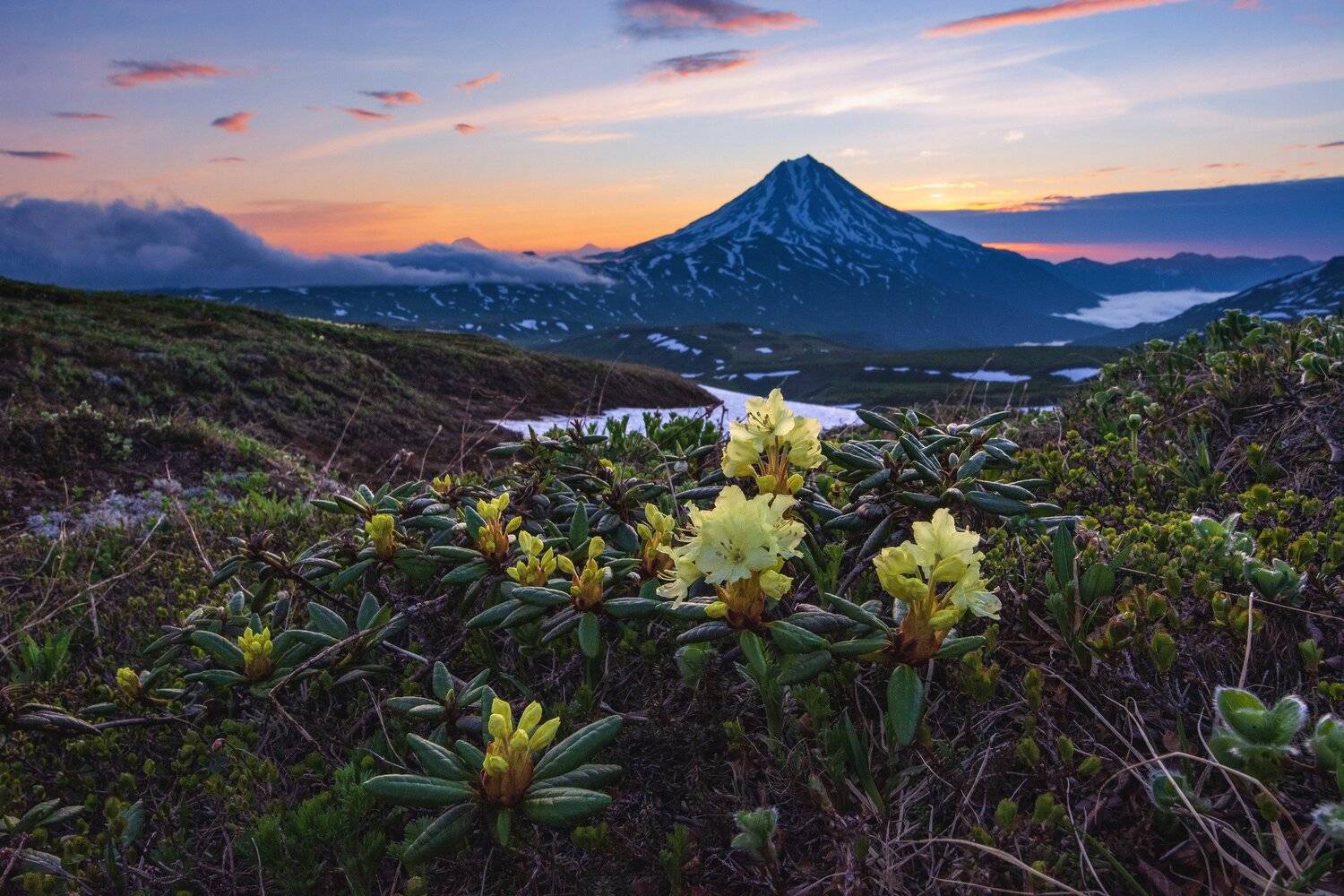 Вилючинские рододендроны. Автор: Алексей Кретов рододендроны,камчатка, Алексей Кретов