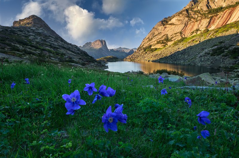 ергаки, саяны, западный саян, горных духов, озеро, долина, лето, водосбор, аквилегия Aquilegia фото превью