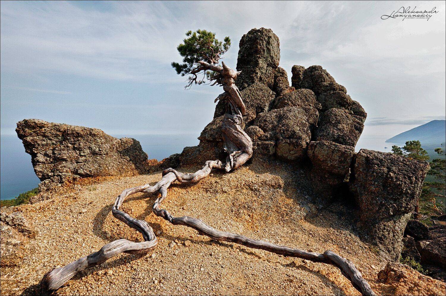 В засаде. Автор: Александр Леснянский байкал, Александр Леснянский