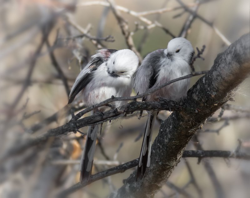птица, ополовник, пара, может это любовь..photo preview