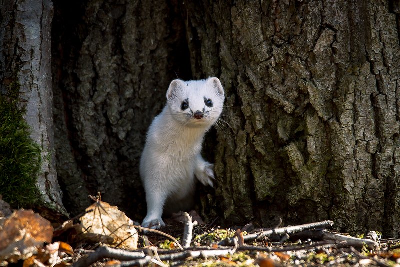 горностай ...photo preview