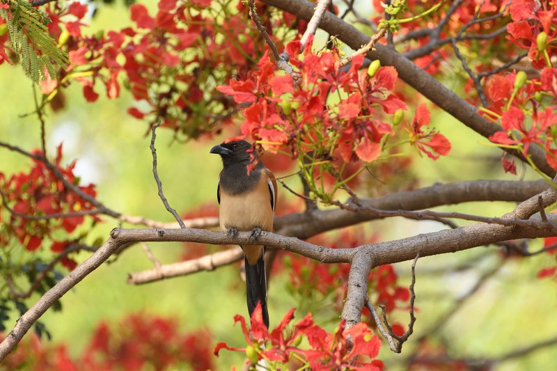 wildlife, birds Rufous treepiephoto preview