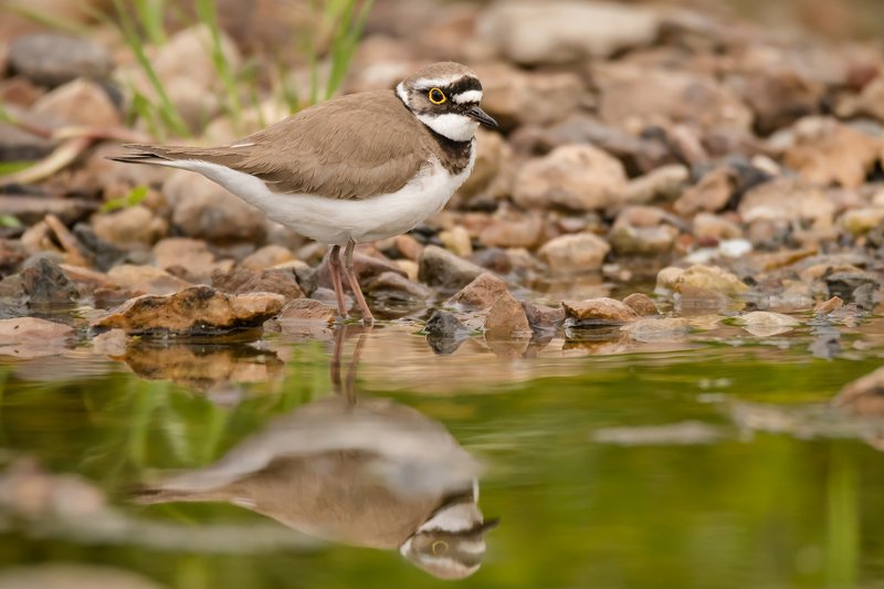 камушки,отражение,малый зуёк,малый галстучник, Charadrius dubius,кулик, вода, мель, Москва река, птицы Подмосковья, пролётные птицы Пара секунд спокойствияphoto preview