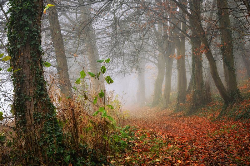 осеннее утро в переулке mist morning path magic road dranikowski autumn trees foggy ivy nature Осеннее утро в переулкеphoto preview