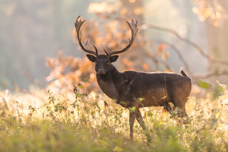 Fallow deerphoto preview