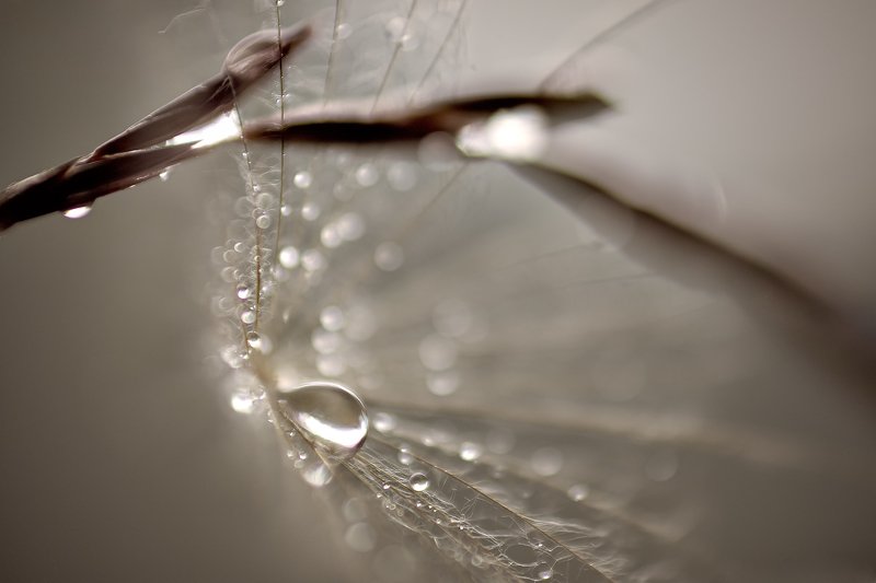 Слезинкаphoto preview