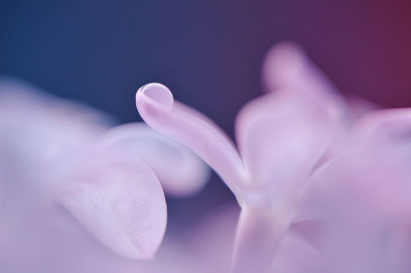 макро, цветы ***photo preview