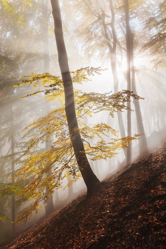 mist, fog, forest, sun, trees, autumn, fall, czech republic Here Comes the Sunphoto preview