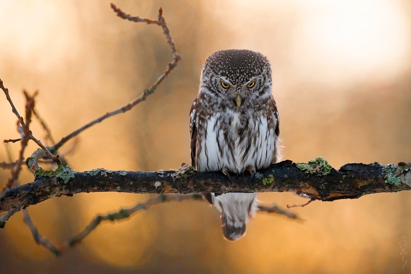 воробьиный сыч что ты смотришь как сычphoto preview