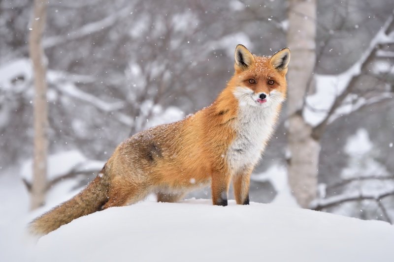 wildlife, nature, snow, fox, vulpes vulpes, Red foxphoto preview