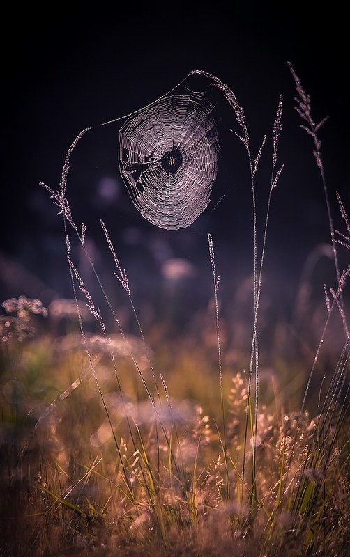 Утренних слез паутинаphoto preview